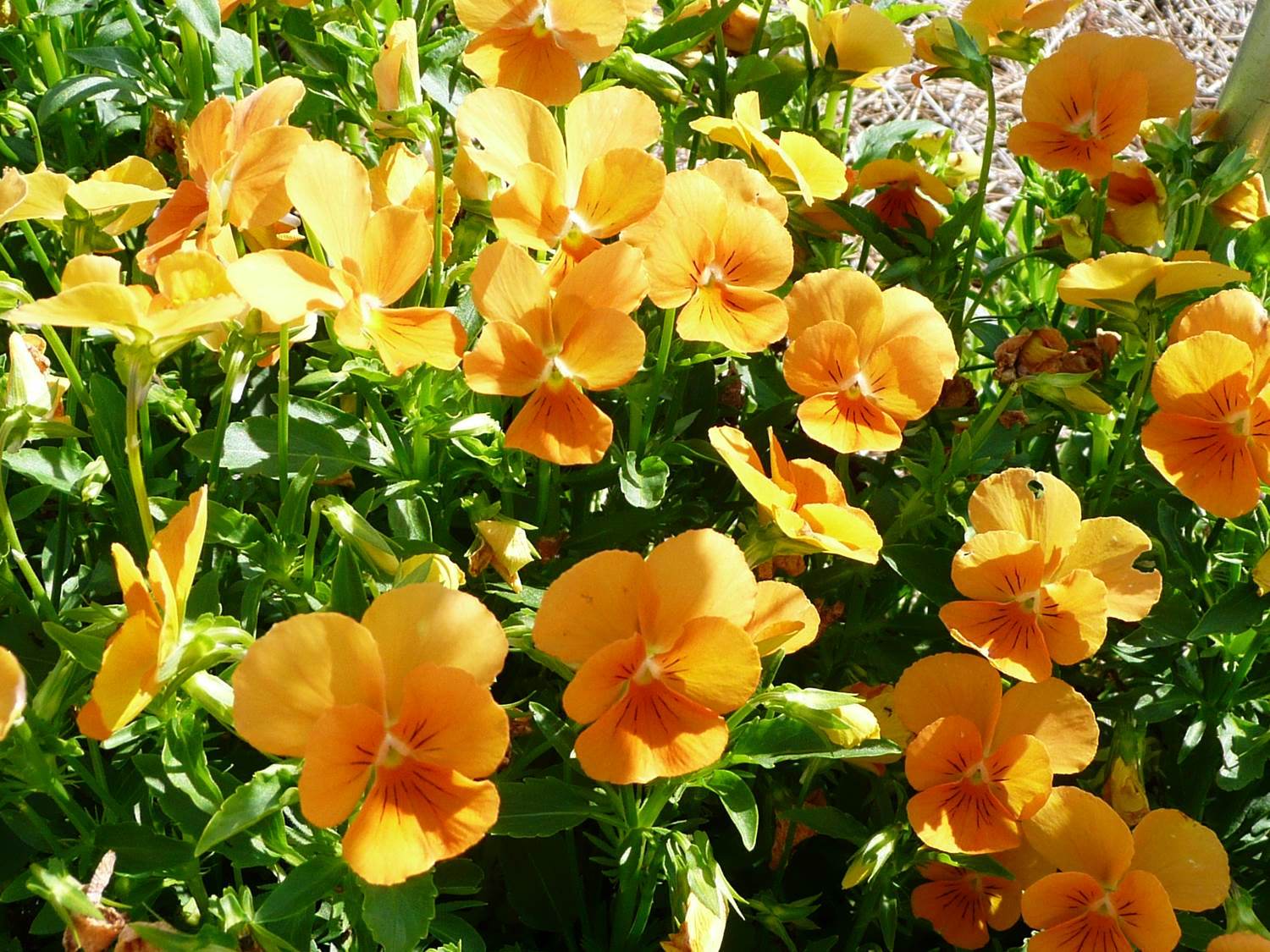 Pansies, violas make ideal winter flower gardens 